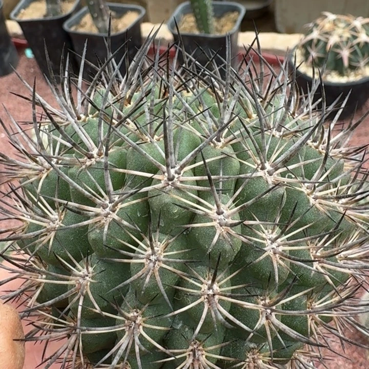 登阳丸无根666666