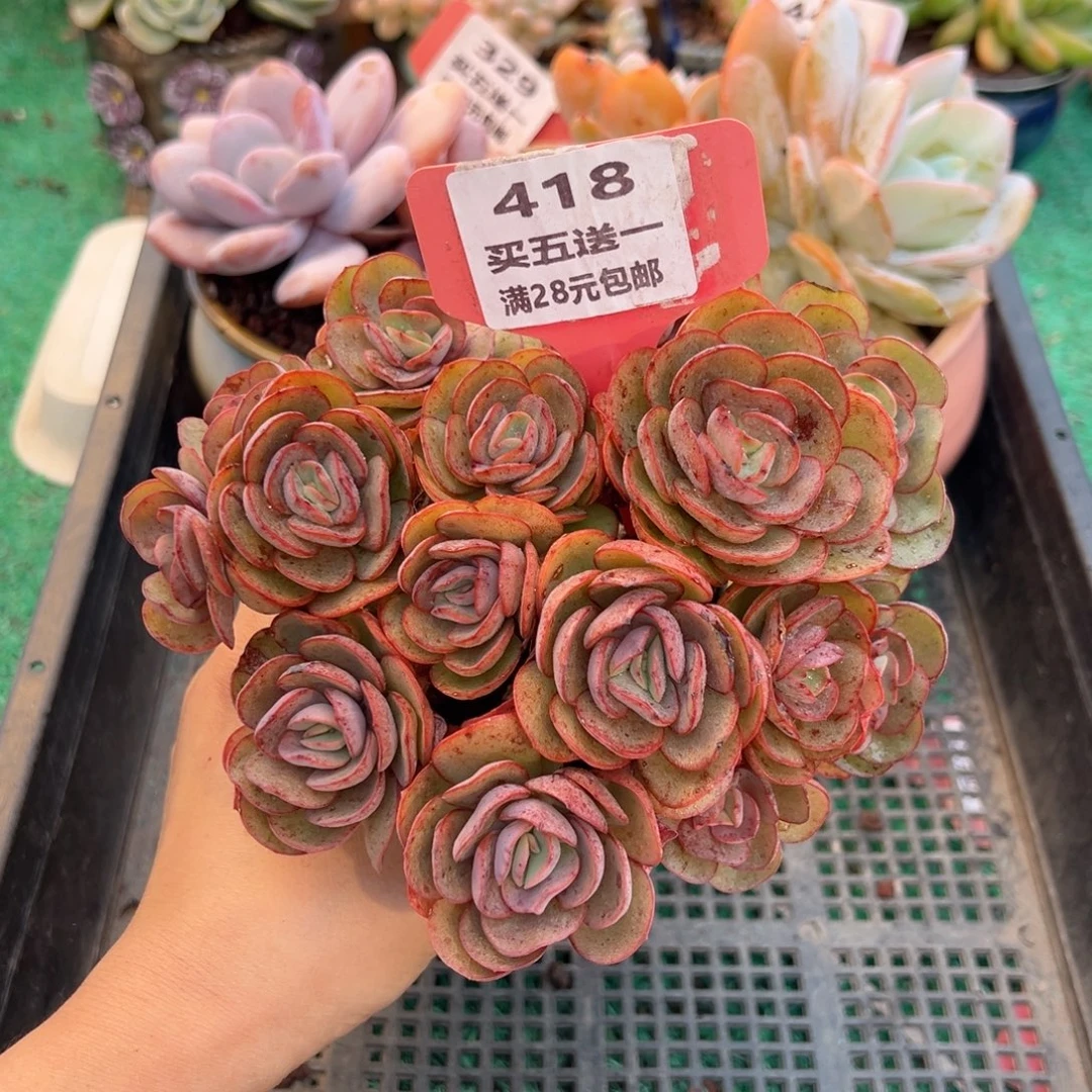 表妹精品多肉植物418.