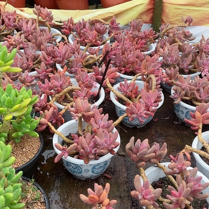 红手指群生清货福利