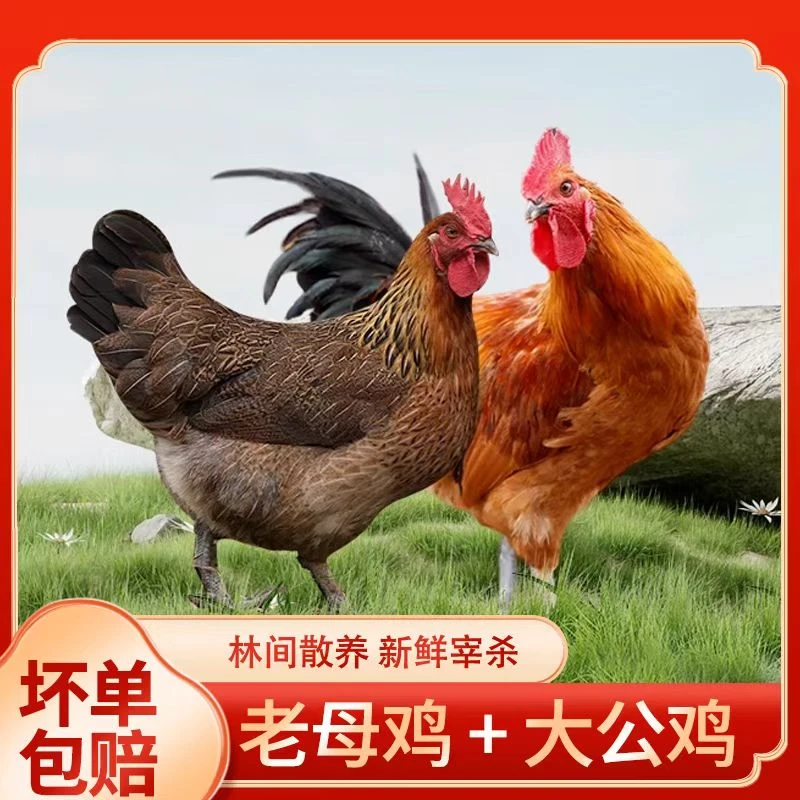 【2只老母鸡+2只公鸡】母鸡公鸡组合家庭装4只净重9-11斤