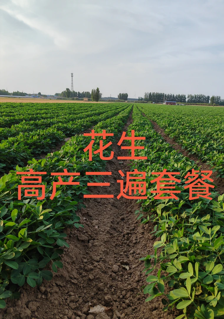 花生高产三遍套餐（花多果多，果粒饱不落叶）