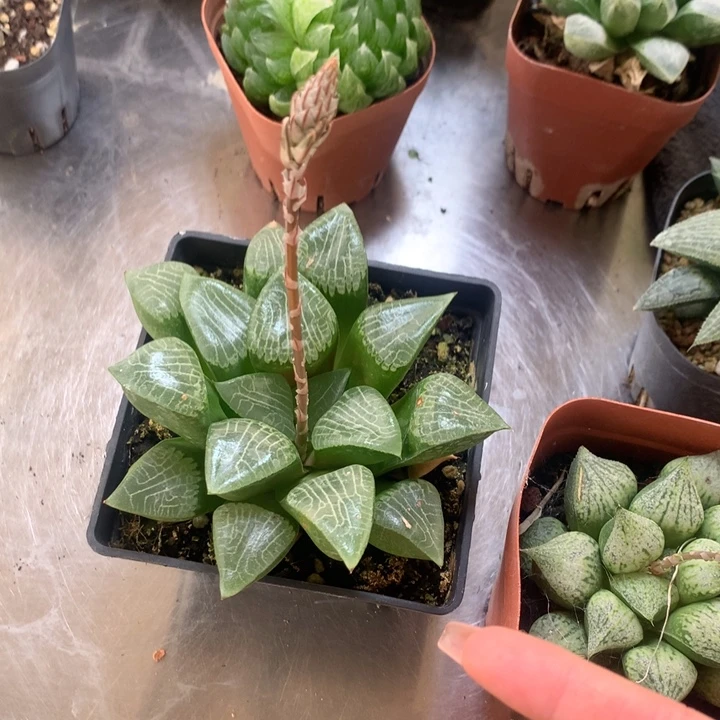 C****花影克一物一拍带盆