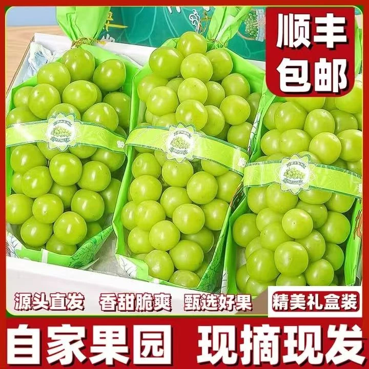 Y【今日拍明日达】正宗阳光玫瑰葡萄当季新鲜爆甜多汁无籽葡萄四川省