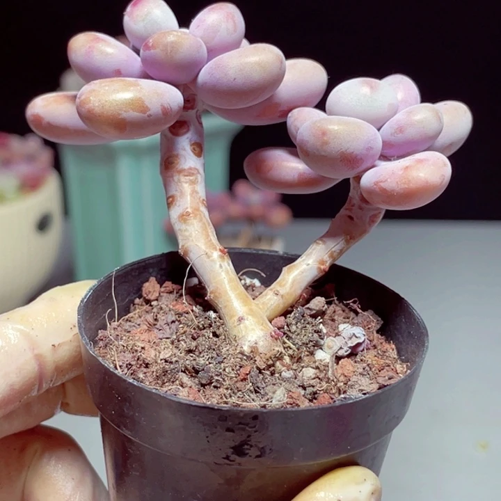 桃蛋样品1颗带盆号1