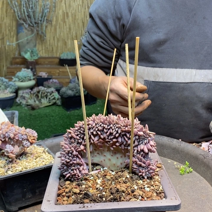 以***北849号红蜻蜓多肉植物