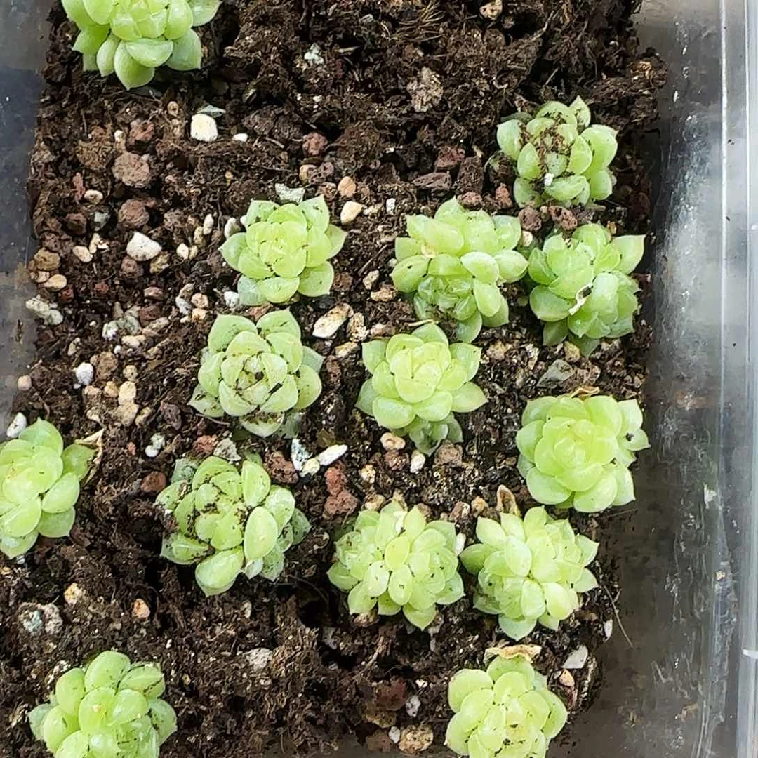 泼天状态切糕穴一个满25包邮