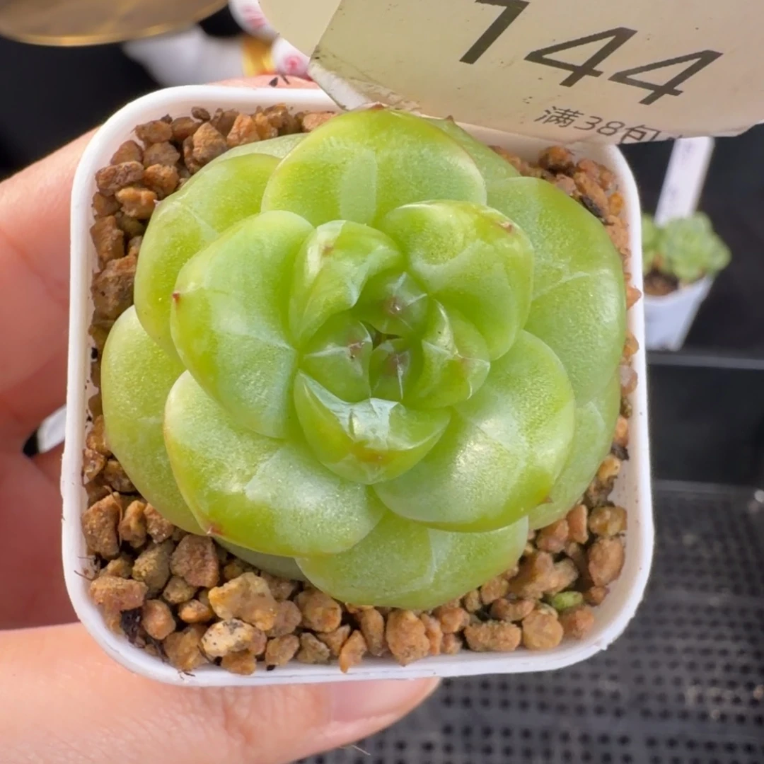 孤品珍妮单头一颗144号
