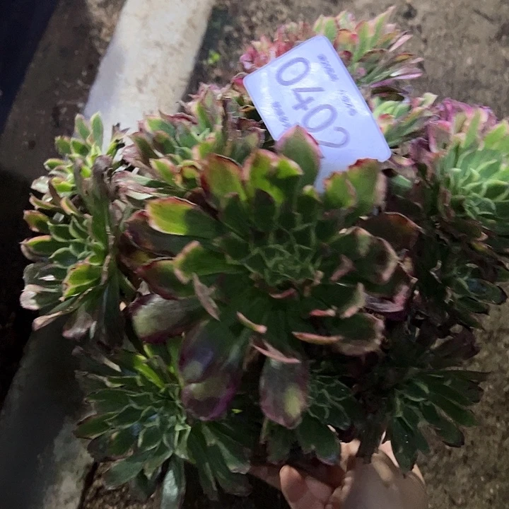 0402天和多肉植物