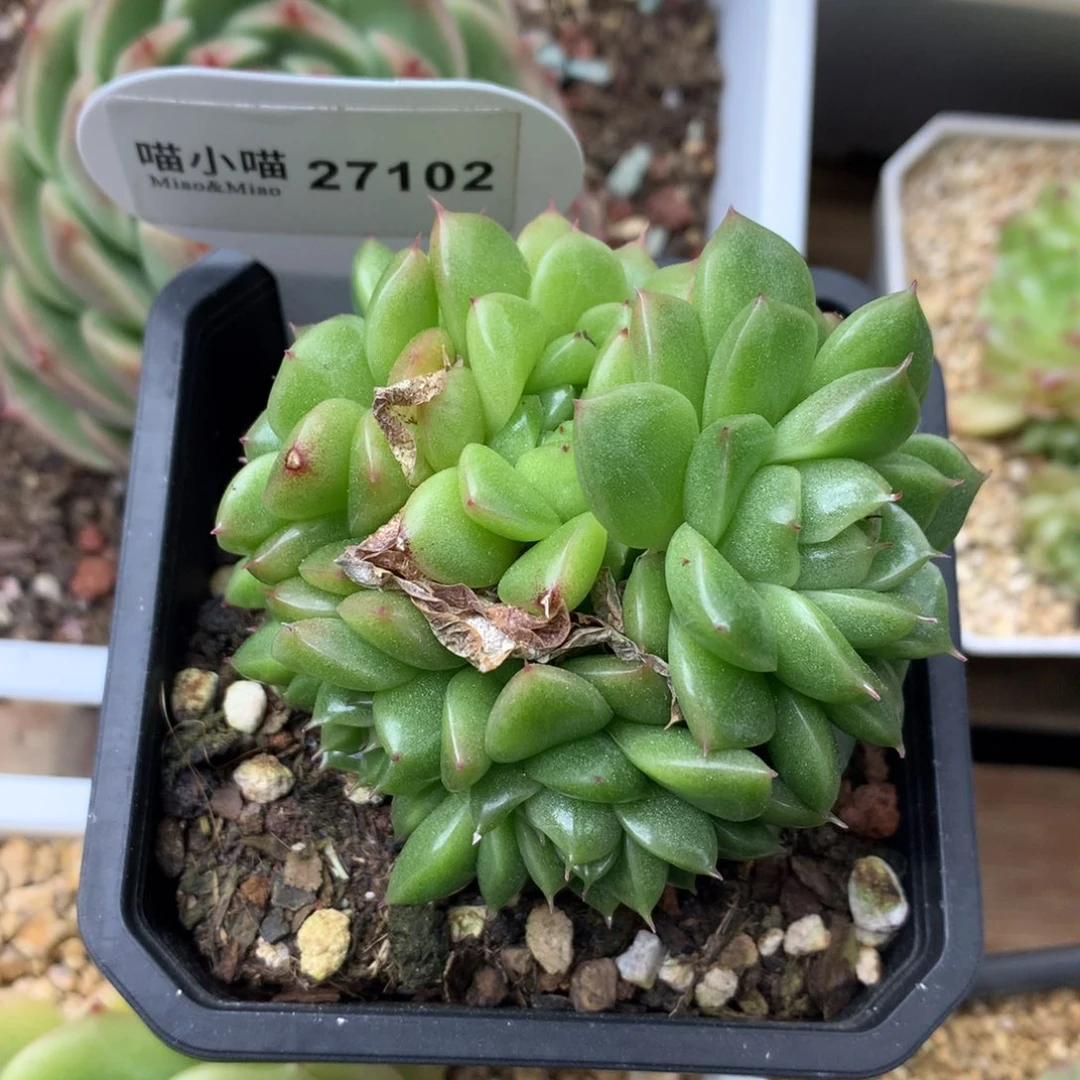 似**匀多肉植物麦秆琉璃