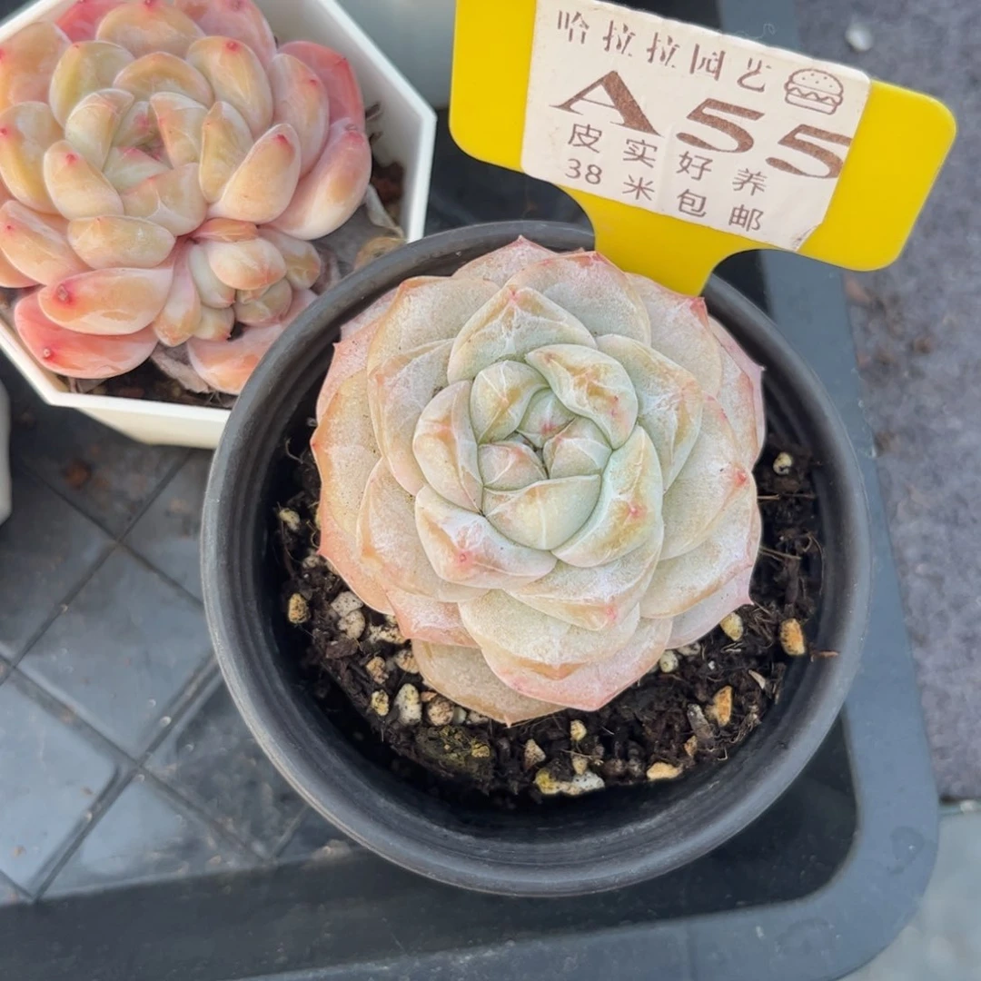 野*多肉植物111111