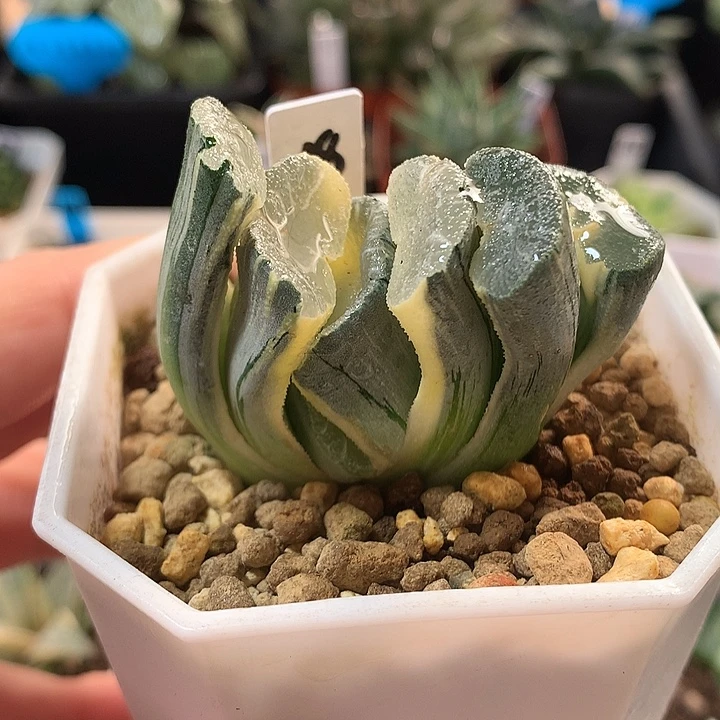 18号糊斑大神玉扇锦