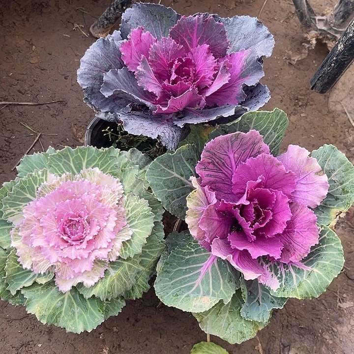 粉婚纱红牡丹紫皇后