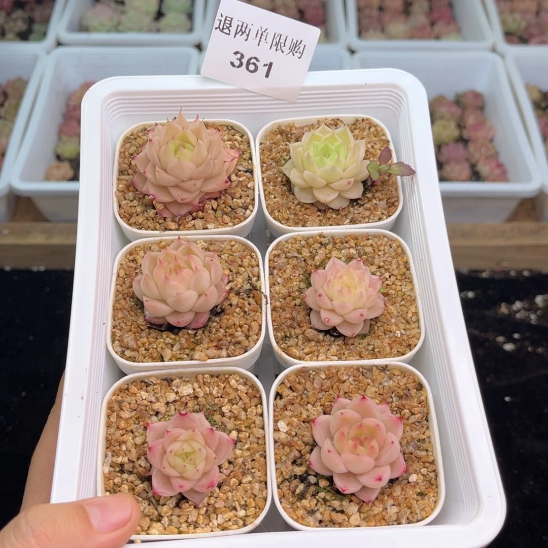 小****了361 新疆西藏内蒙不发货