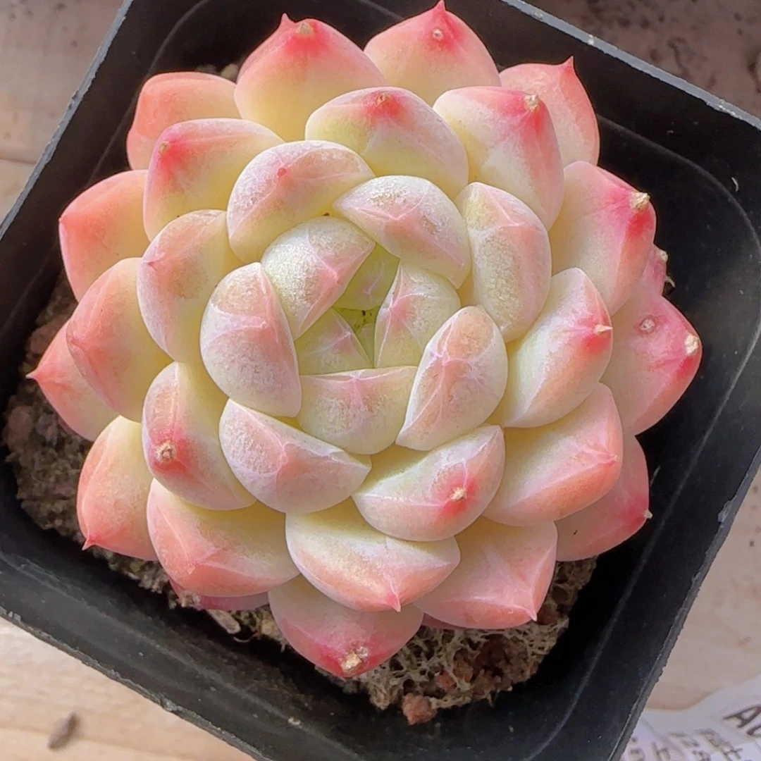 明月心精控一物一拍