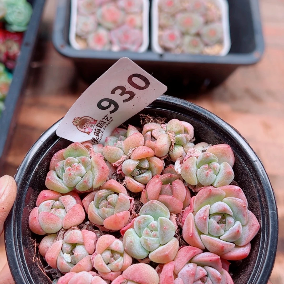 多肉植物多肉植物