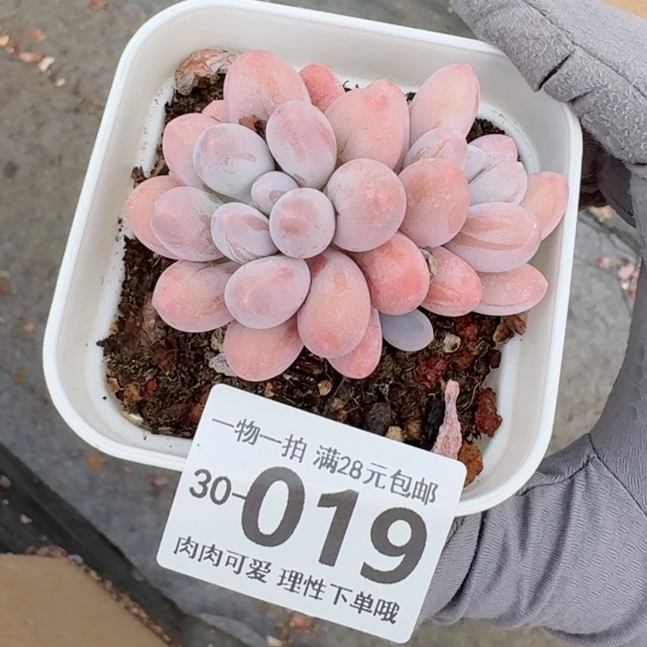 汤圆多肉多肉多肉植物多肉多