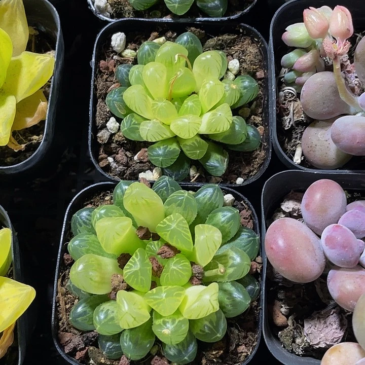 琥珀玉露4.8带盆土