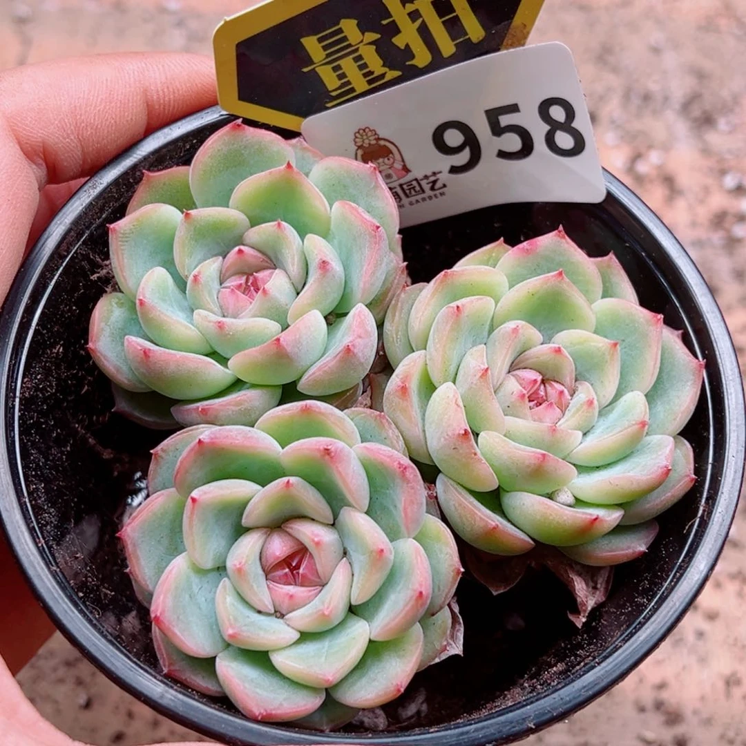 当前无花朵，栽培后可花朵