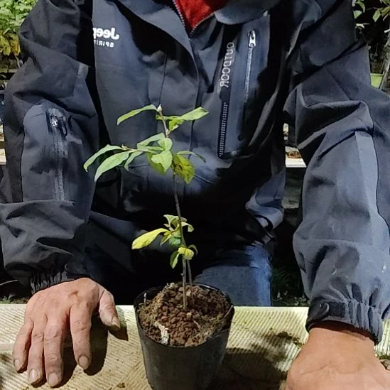 蓝***天完全开放老鸦柿品种苗