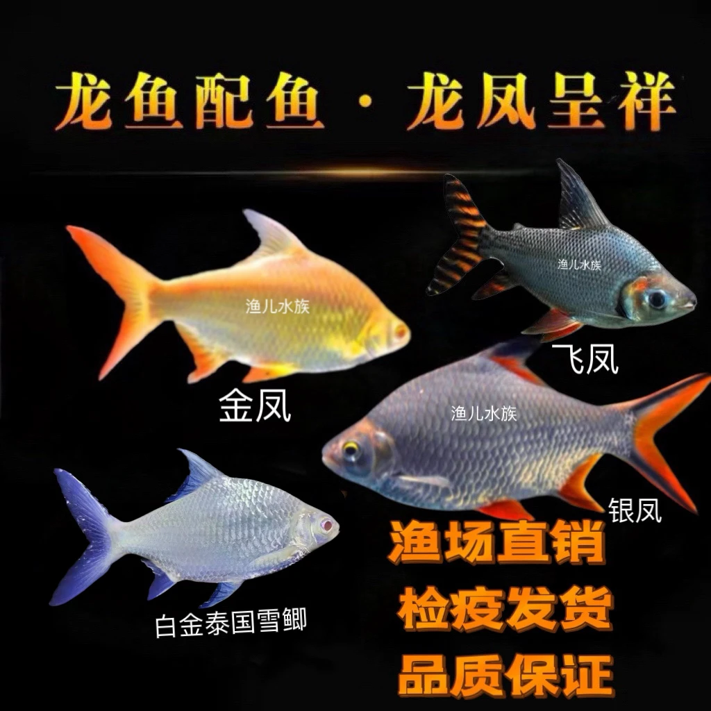 泰国鲫双线侧飞凤鱼观赏鱼活体热带鱼龙鱼配鱼