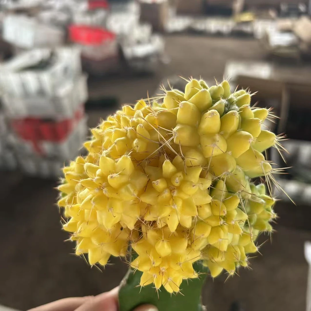 嫁接黄菠萝  仙人球夏型种绿植盆栽桌面阳台办公室摆件