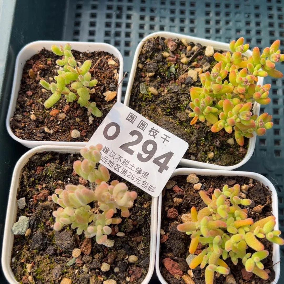 【闪购商品】o294新手套餐喜欢可拍