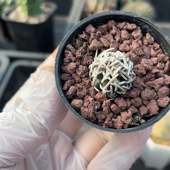 100狂刺飞鸟仙人球