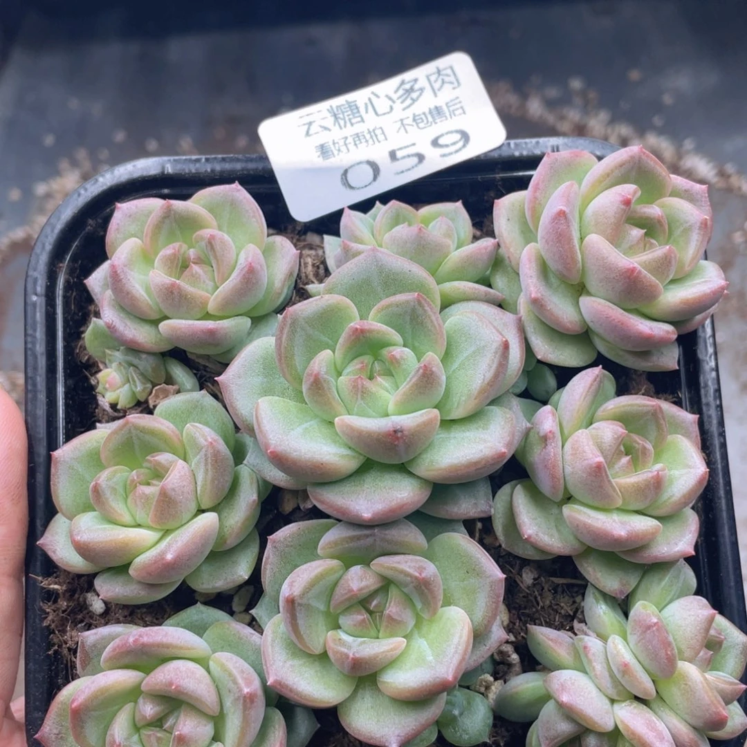 云糖心多肉植物59