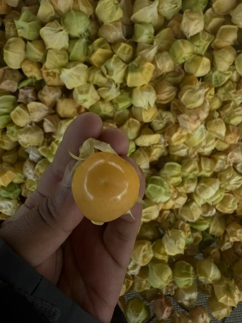 东北头茬姑娘果新鲜采摘香甜饱满当季水果