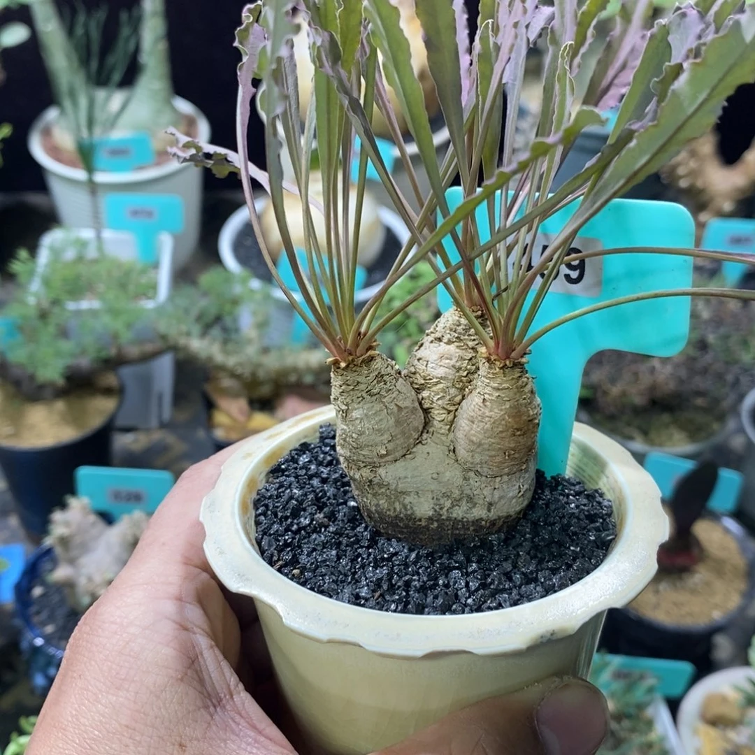 波涛大戟多肉植物