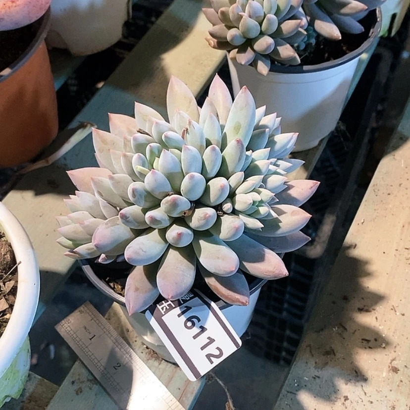 【闪购商品】卢**丫所罗门16112