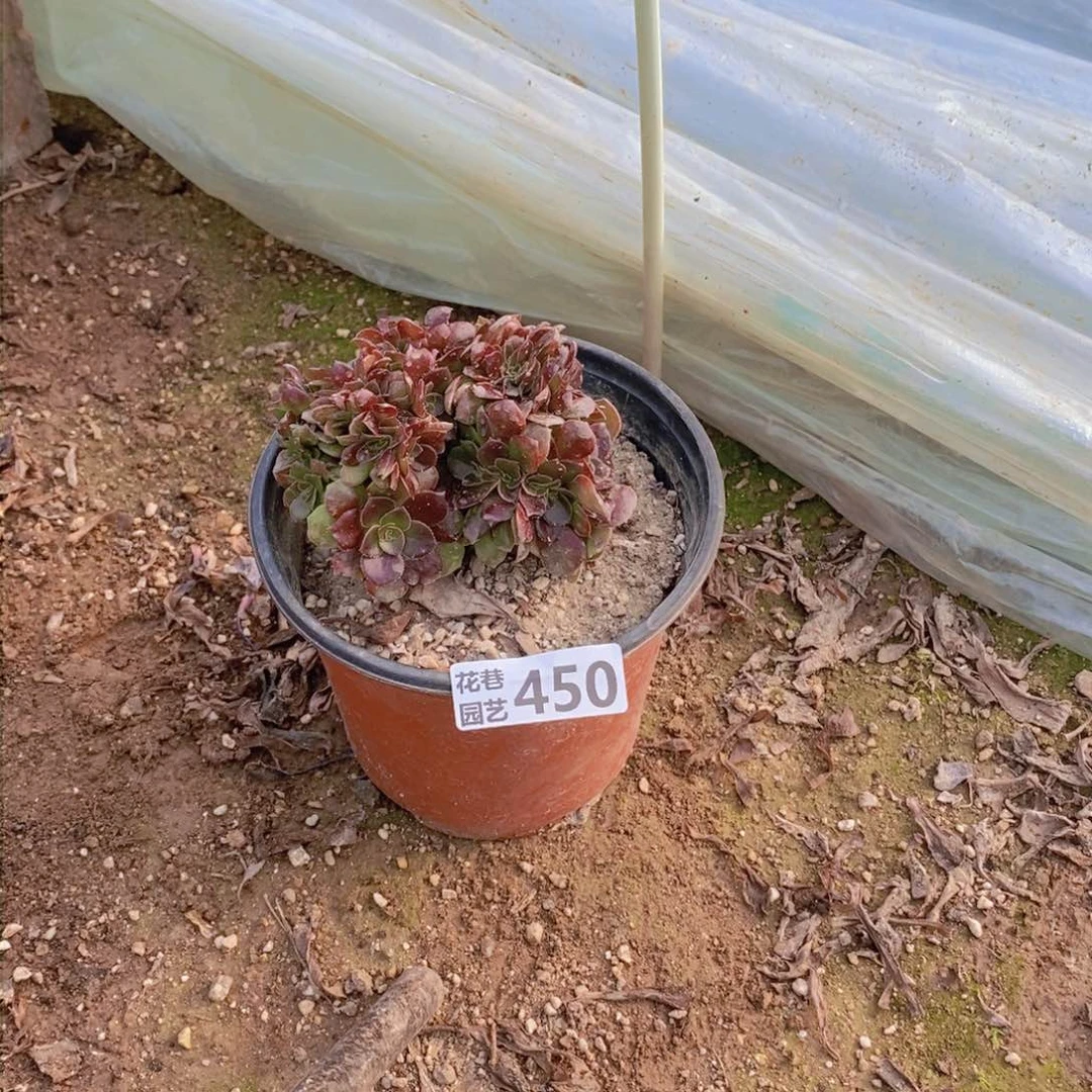 450 号一物一拍多肉植物
