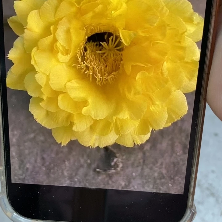 彩草99号6-7公分左右