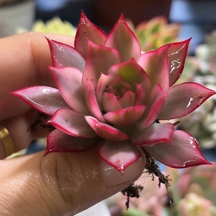 548宝莲灯锦炸多肉植物