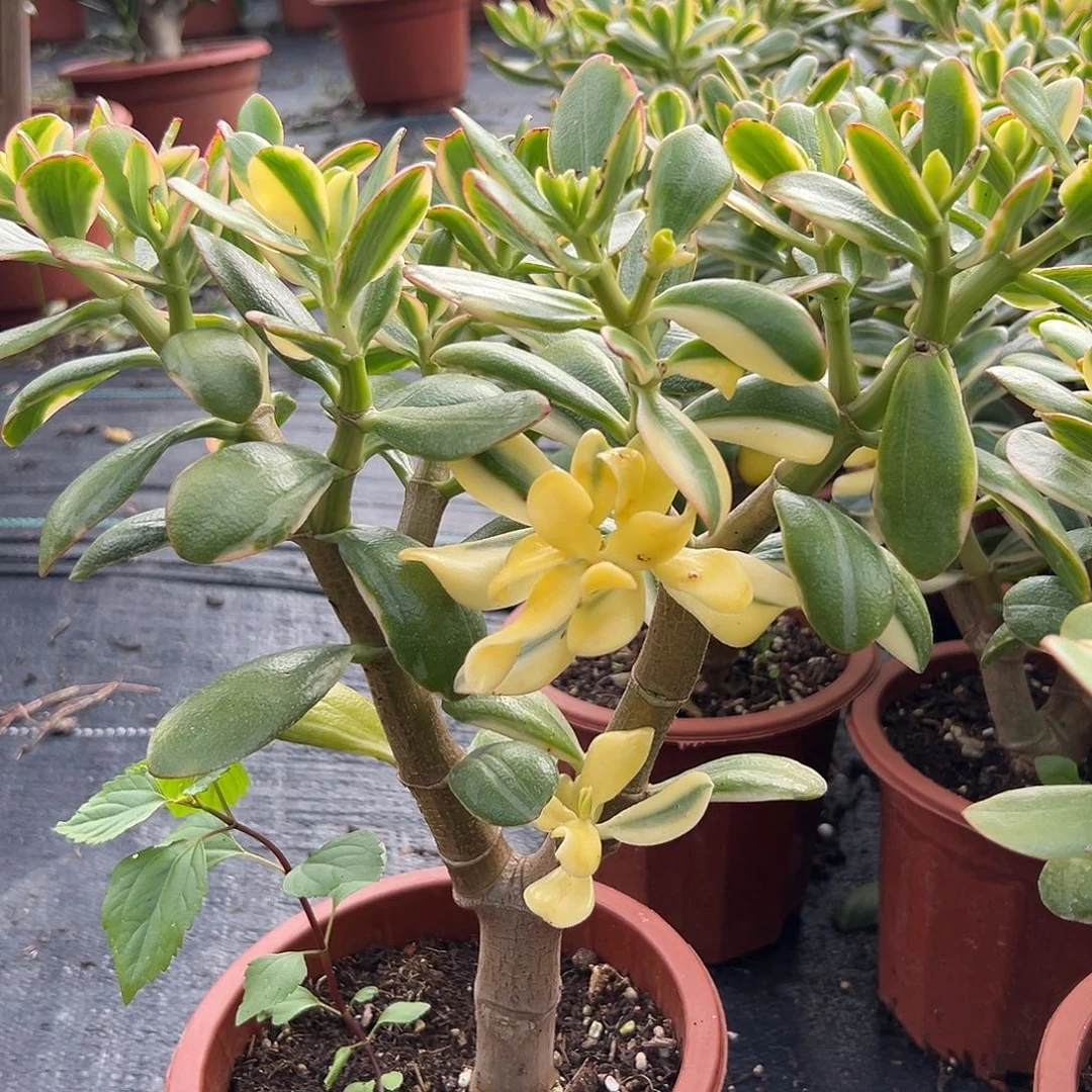 白锦花月一物一拍多肉植物