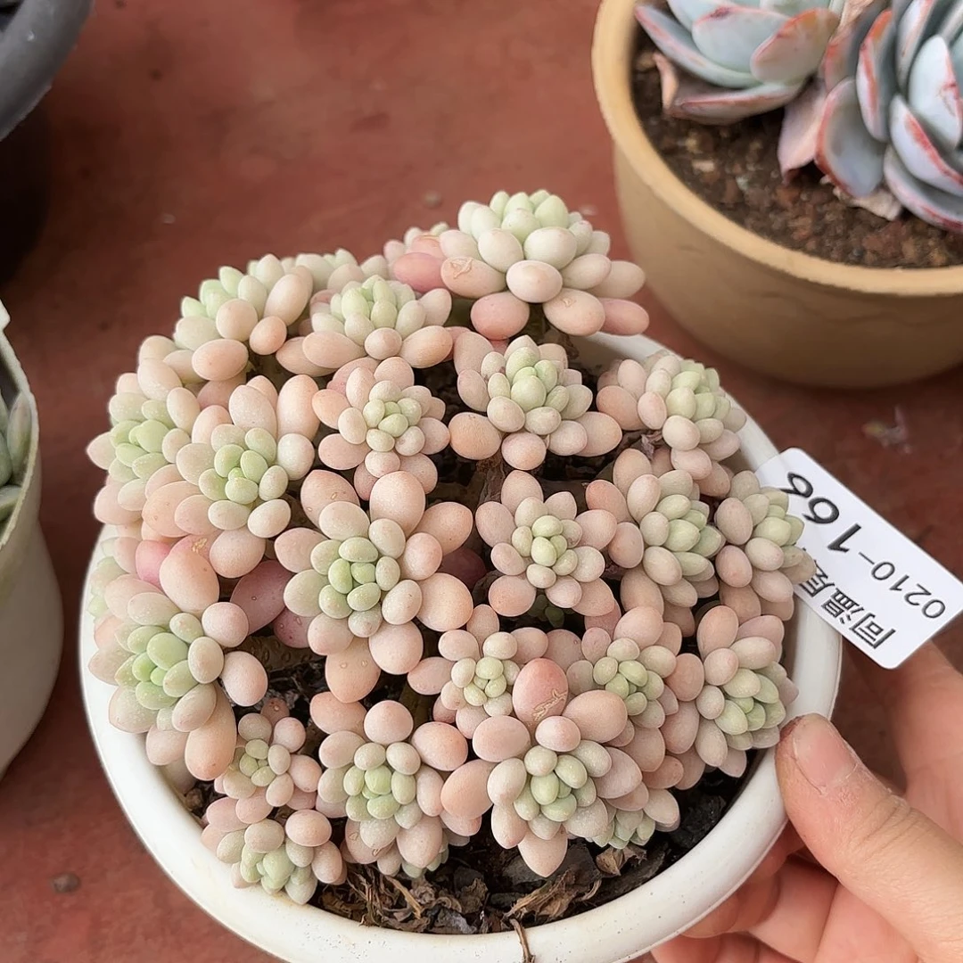 同温层多肉洛可可166