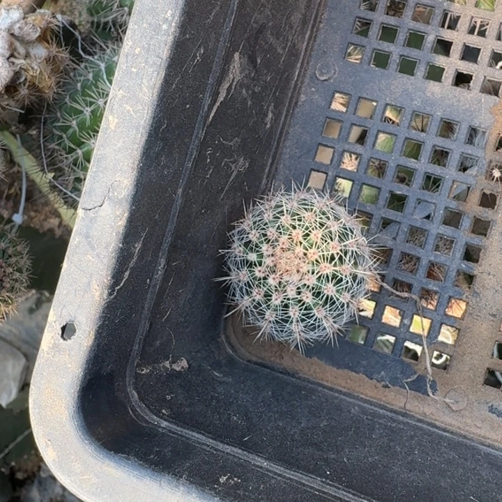 228彩草国色牡丹歪3公分左右无根侧牙，20包邮