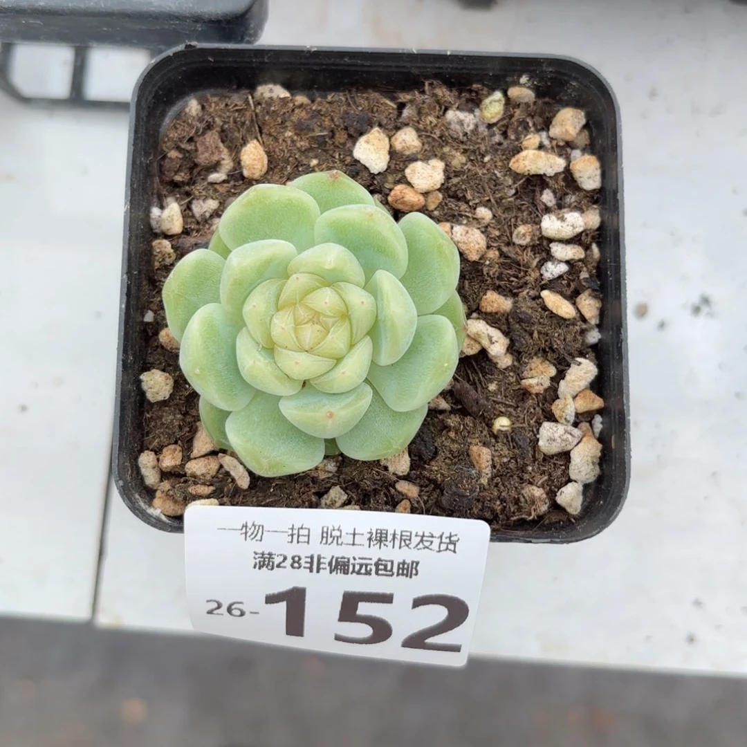 泼富单头多肉多肉多肉多肉