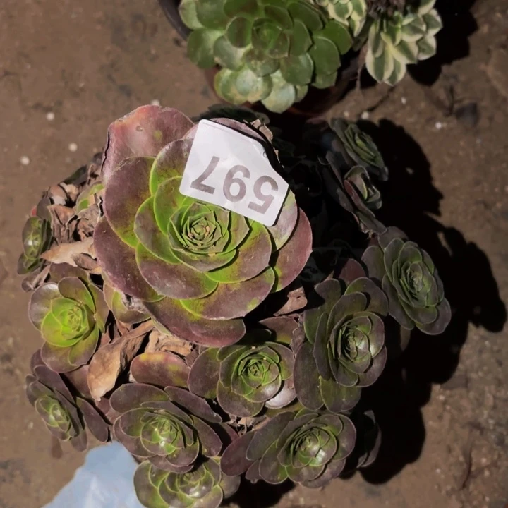 597魅金多肉植物不售后