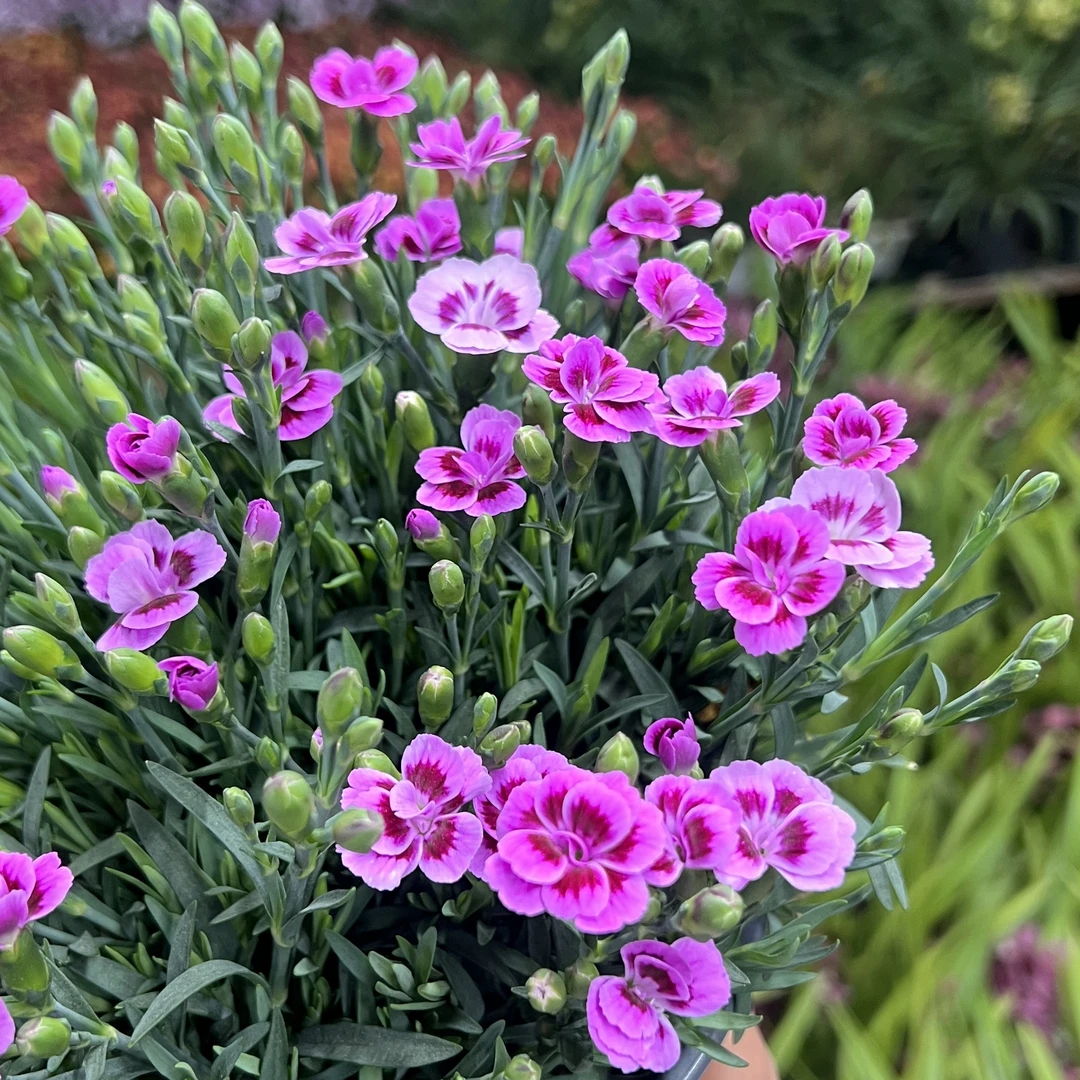 奥斯卡 康乃馨盆栽花卉阳台新手易养护带花苞发货