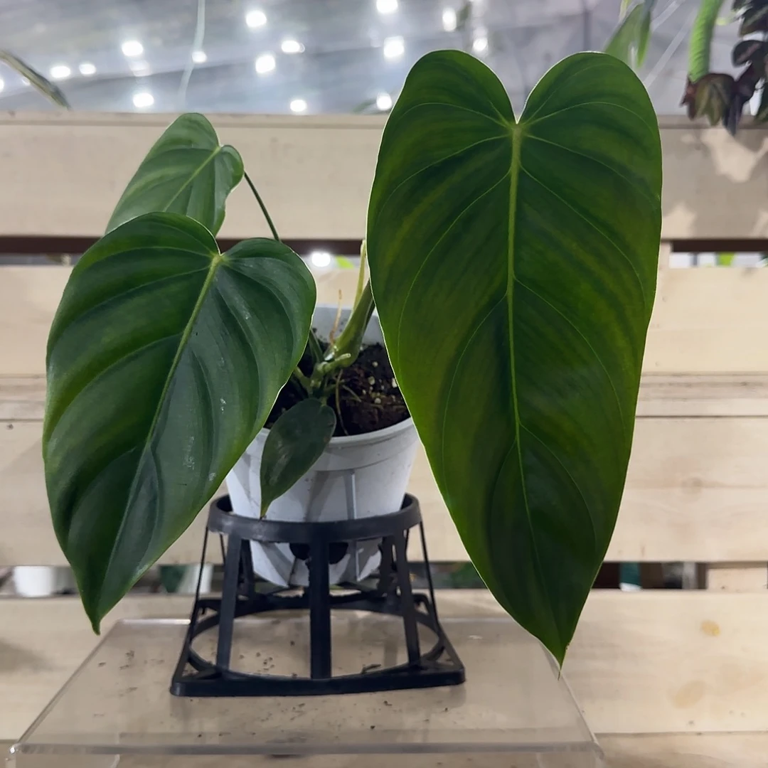 无花朵Pe蔓绿绒pe