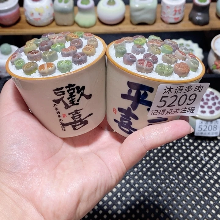 带盆土植物 一物一拍5209