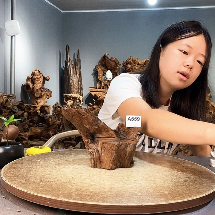 茶盏孙*娘559株木随行的小根艺
