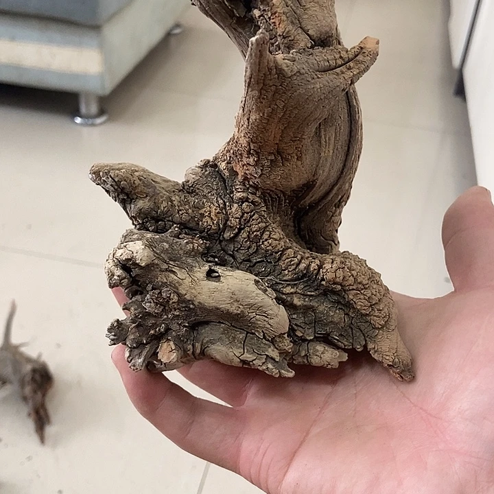 香榧木柏*太行天下第一