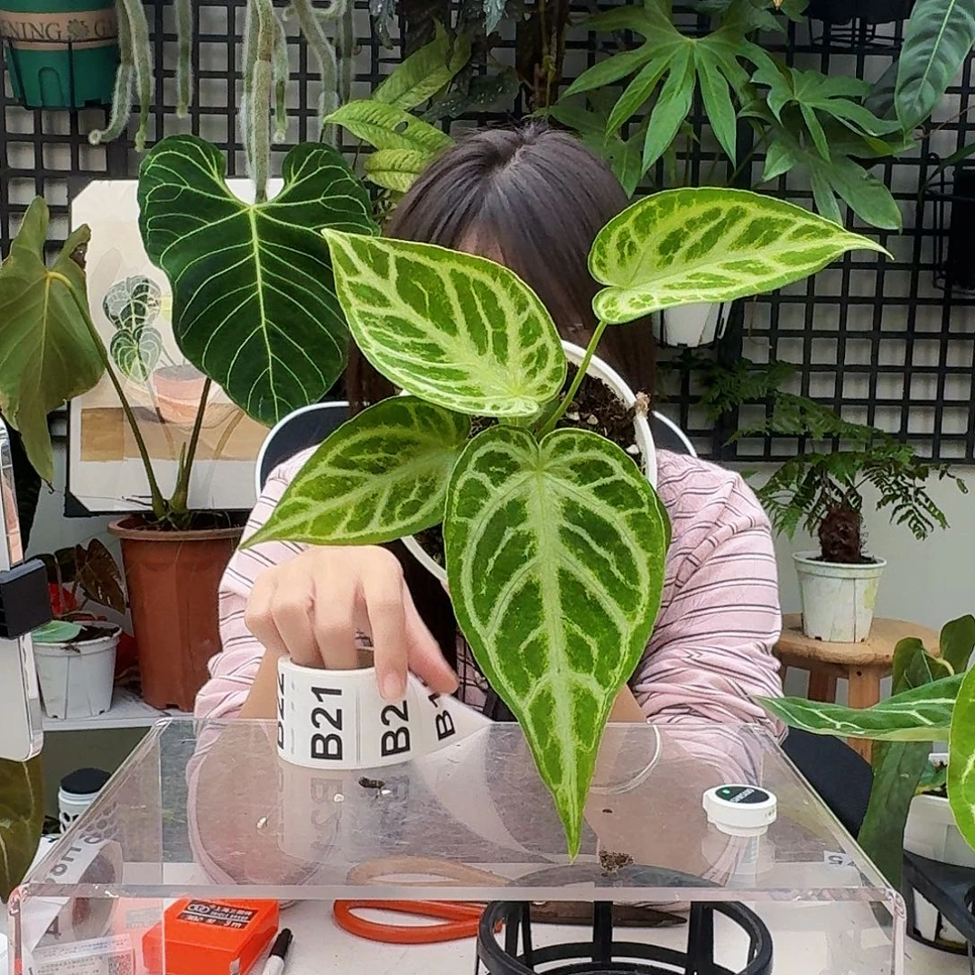 完全开放B19 银后杂银虎