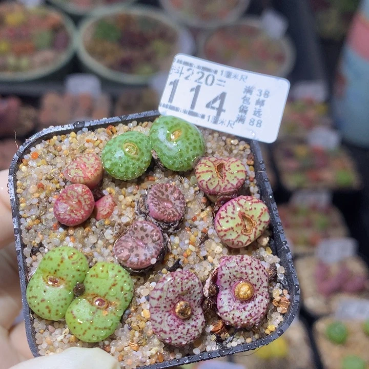 精品生石花220.114