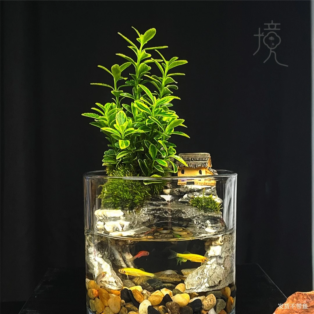 [洞天福地-W]金边黄杨创意绿植苔藓室内桌面微景观山水缸12*12cm