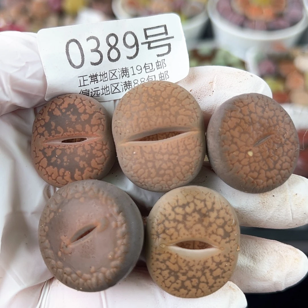 好养易活生石花大母本0389