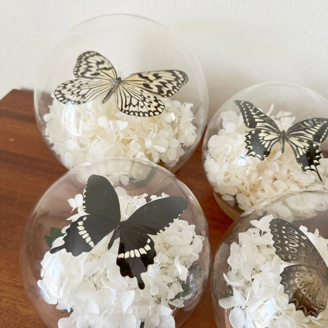 领养一只蝶，室内装饰永生花蝴蝶标本高级小众送女朋友生日礼物