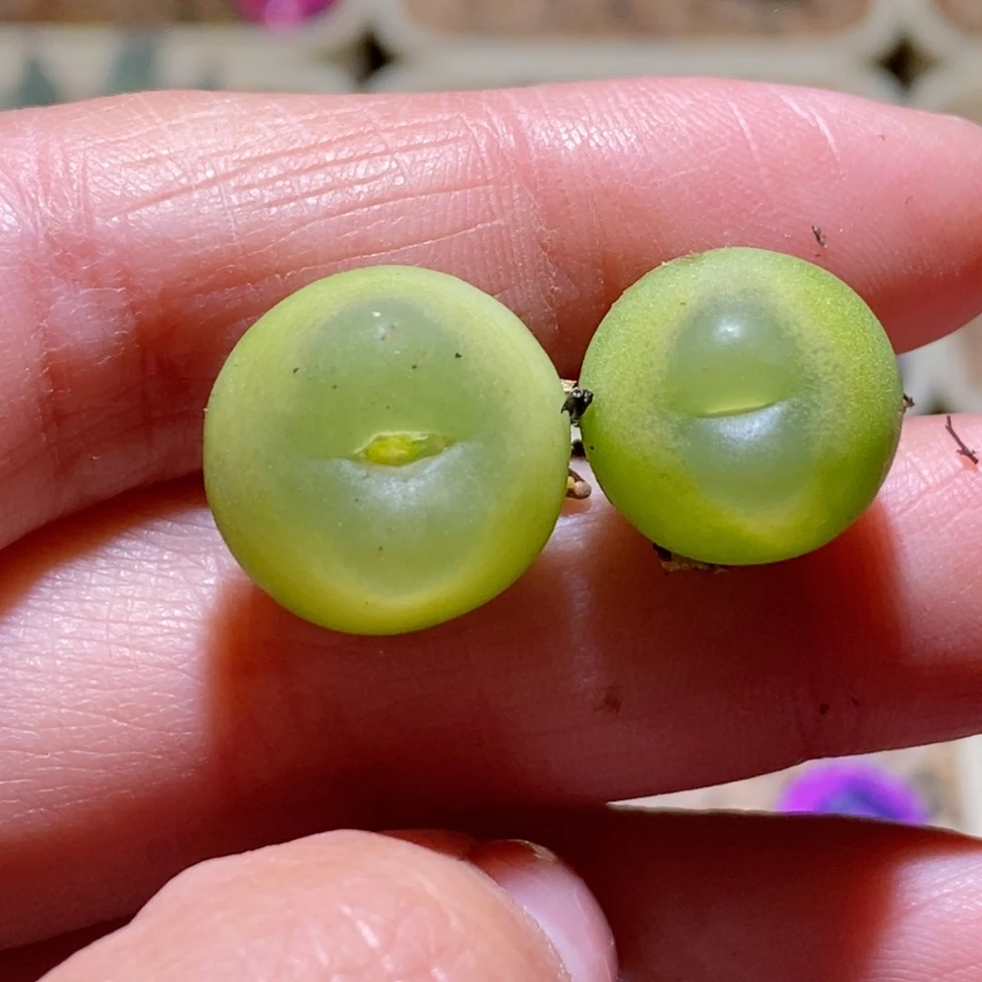 1.5厘米和1.3厘米 两颗登登